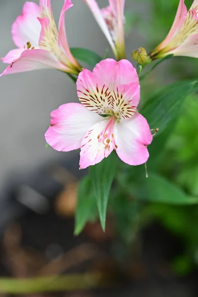 Красиві Рожеві Квіти Ростуть Саду Концепція Природи — стокове фото