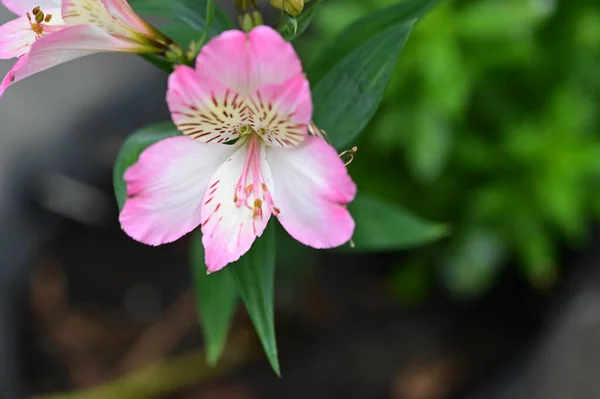 花园里生长着美丽的粉红色花朵 自然的概念 — 图库照片