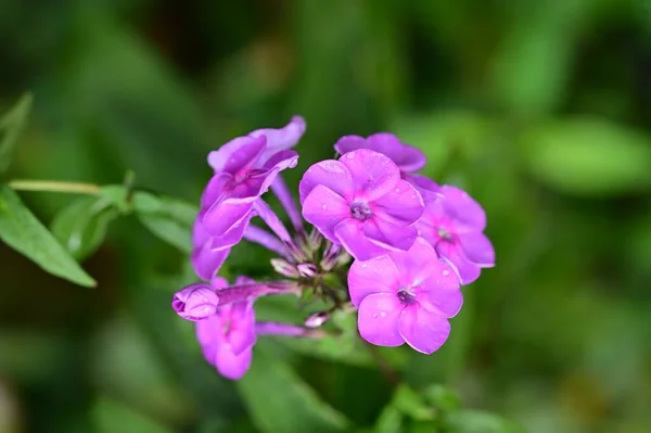 Närbild Vackra Lila Blommor Trädgården — Stockfoto