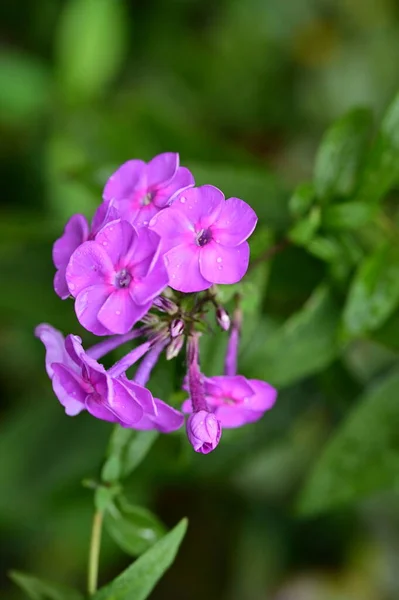 Closeup View Beautiful Purple Flowers Garden — Stock Photo, Image