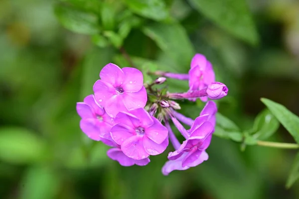 Lähikuva Näkymä Kaunis Violetti Kukkia Puutarhassa — kuvapankkivalokuva
