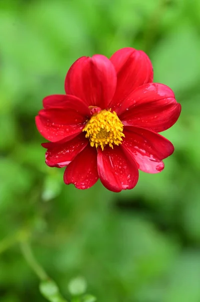 Beautiful Red Flowers Garden — Stock Photo, Image