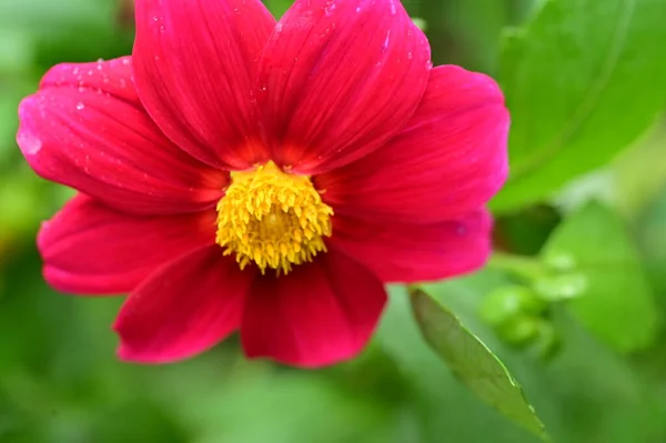 Vista Vicino Del Bellissimo Fiore Rosso Giardino — Foto Stock