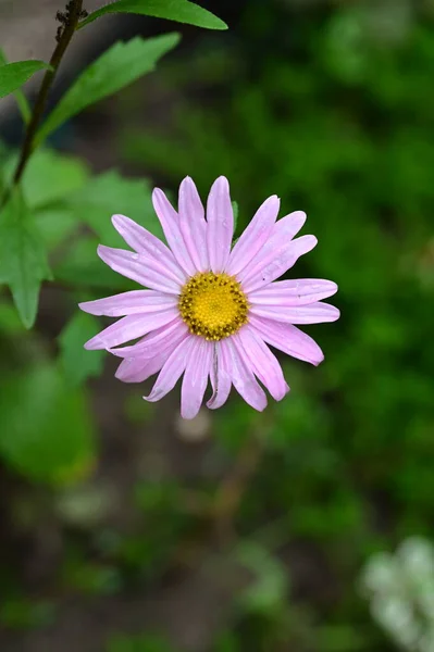 花园里生长着美丽的粉红色花朵 自然的概念 — 图库照片