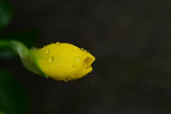 庭の美しい黄色の花を間近に見ることができます — ストック写真