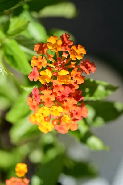 Vista Perto Belas Flores Laranja Jardim — Fotografia de Stock