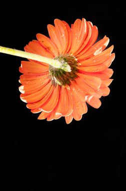 Koyu arkaplanda güzel kırmızı çiçek