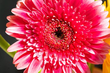 Güzel parlak çiçek, kapat 