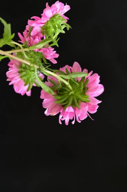 Koyu arkaplanda güzel pembe çiçeklerin yakın görüntüsü