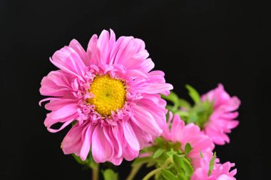 Koyu arkaplanda güzel pembe çiçeklerin yakın görüntüsü