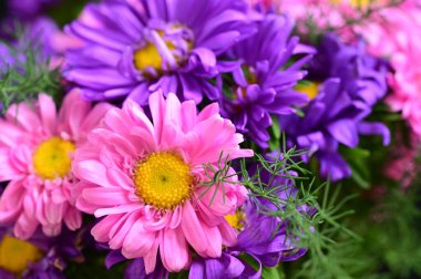 Güzel pembe ve mor kasımpatı çiçeklerini kapatın.