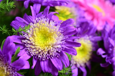 Güzel pembe ve mor kasımpatı çiçeklerini kapatın.