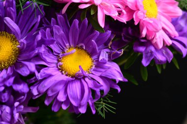 Güzel pembe ve mor kasımpatı çiçeklerini kapatın.