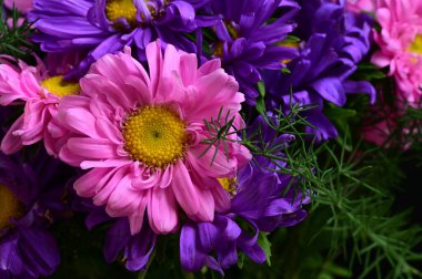 Güzel pembe ve mor kasımpatı çiçeklerini kapatın.