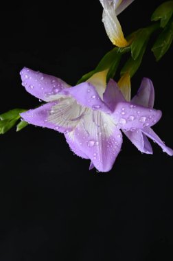 Güzel mor çiçekler, yakın görüş, koyu arkaplan