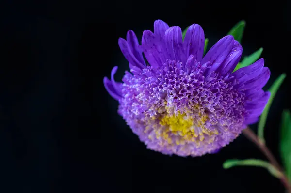 Hermosas Flores Púrpuras Vista Cercana Fondo Oscuro — Foto de Stock