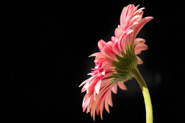 Красива Рожева Квітка Темному Фоні — стокове фото