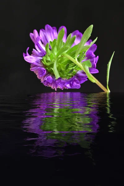 Bela Flor Roxa Fundo Escuro Com Reflexão Água — Fotografia de Stock