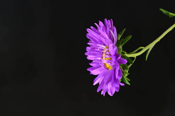 Hermosas Flores Púrpuras Vista Cercana Fondo Oscuro — Foto de Stock