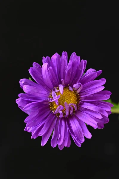 Hermosas Flores Púrpuras Vista Cercana Fondo Oscuro — Foto de Stock