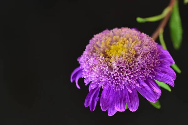 Schöne Lila Blumen Nahsicht Dunkler Hintergrund — Stockfoto