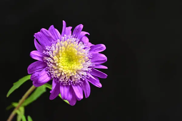 Bellissimi Fiori Viola Vista Vicino Sfondo Scuro — Foto Stock
