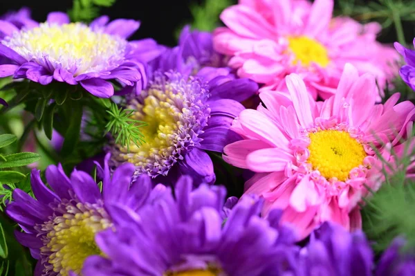 close up of beautiful pink and purple chrysanthemum flowers