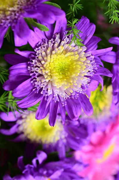 Primer Plano Hermosas Flores Crisantemo Rosa Púrpura —  Fotos de Stock