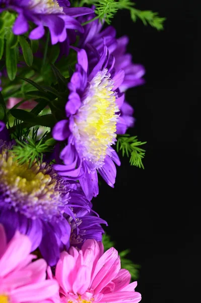 Zbliżenie Piękne Różowe Fioletowe Chryzantemy Kwiaty — Zdjęcie stockowe