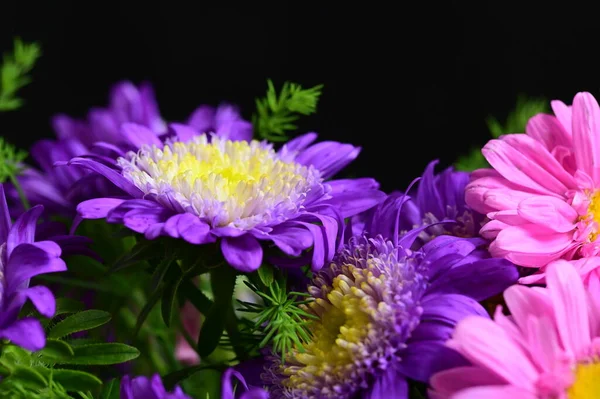 close up of beautiful pink and purple chrysanthemum flowers