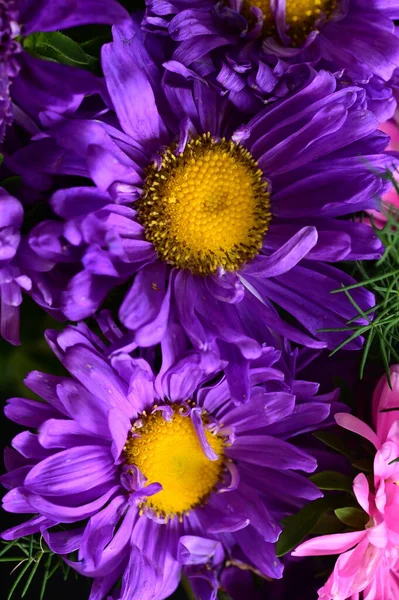 Nahaufnahme Schöner Rosa Und Lila Chrysanthemenblüten — Stockfoto