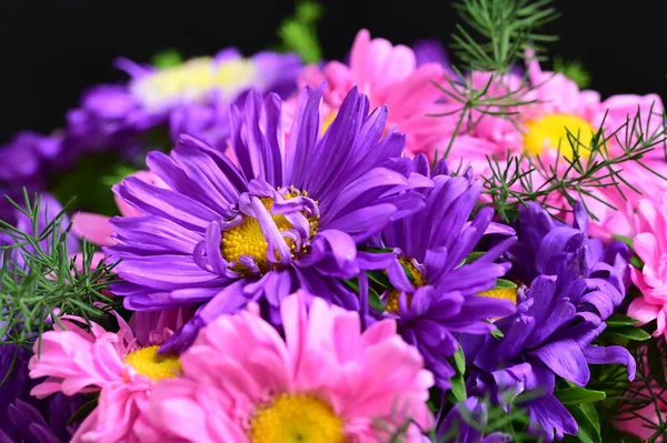 Närbild Vackra Rosa Och Lila Krysantemum Blommor — Stockfoto