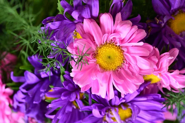 Nahaufnahme Schöner Rosa Und Lila Chrysanthemenblüten — Stockfoto