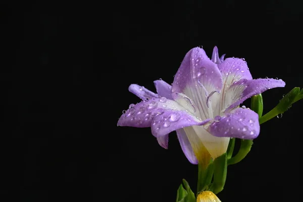 Hermosas Flores Púrpuras Vista Cercana Fondo Oscuro —  Fotos de Stock