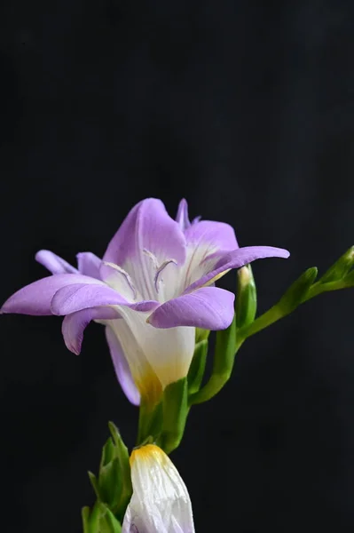 Piękne Purpurowe Kwiaty Widok Bliska Ciemne Tło — Zdjęcie stockowe