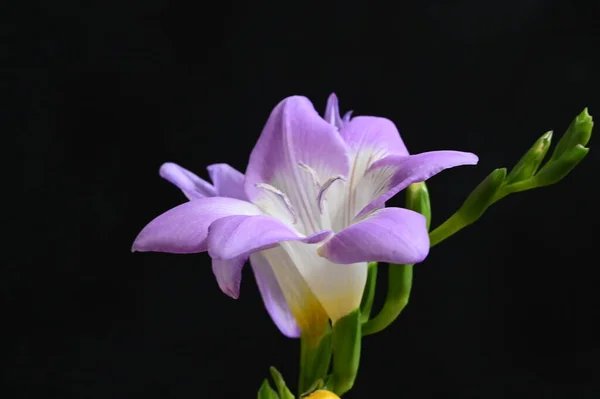 Schöne Lila Blumen Nahsicht Dunkler Hintergrund — Stockfoto