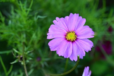 Bahçede yetişen güzel pembe çiçekler, doğa konsepti.