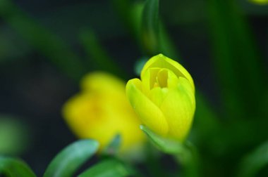 Bahçedeki güzel sarı çiçekleri kapat.