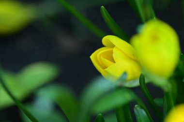Bahçedeki güzel sarı çiçekleri kapat.