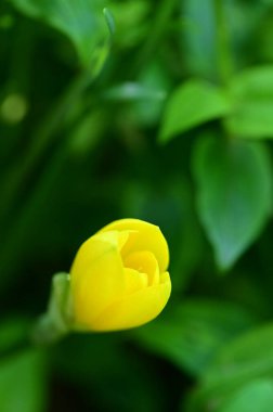 Bahçedeki güzel sarı çiçekleri kapat.