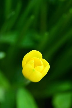 Bahçedeki güzel sarı çiçekleri kapat.