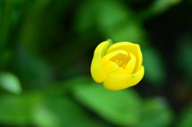 Bahçedeki güzel sarı çiçekleri kapat.