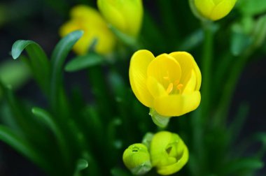 Bahçedeki güzel sarı çiçekleri kapat.
