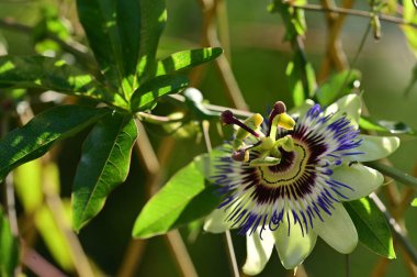 Bahçedeki passiflora çiçeğine yakın çekim