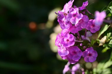 Bahçedeki güzel mor çiçeklerin yakın çekim görüntüsü