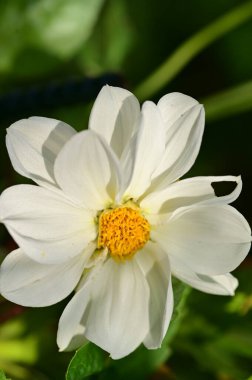 Bahçedeki güzel beyaz çiçekler