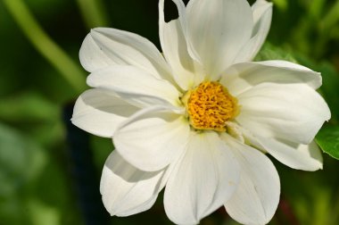 Bahçedeki güzel beyaz çiçekler