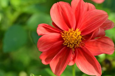 Bahçedeki güzel kırmızı çiçekler