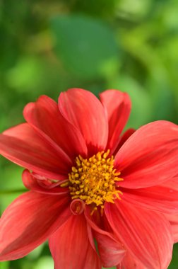 Bahçedeki güzel kırmızı çiçekler