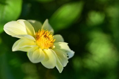 Bahçedeki güzel sarı çiçekleri kapat.